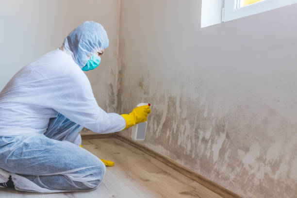 Licensed Black Mold Removal service in Williamstown, PA - WQB Mold Removal