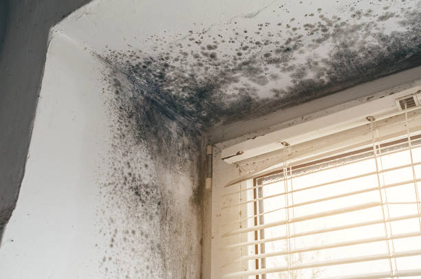 Affordable Black Mold Removal solutions in Williamstown, PA